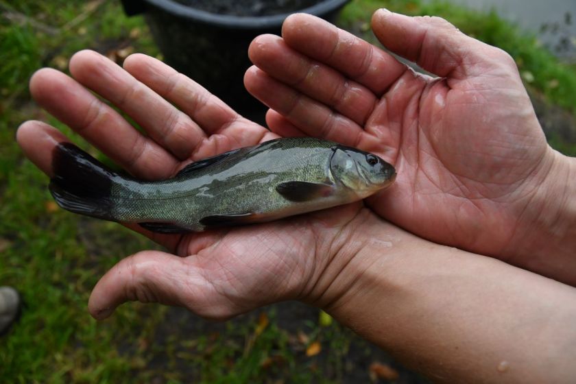 
Pernai į Lietuvos vandens telkinius įžuvinta beveik 16 milijonų įvairių rūšių žuvų                