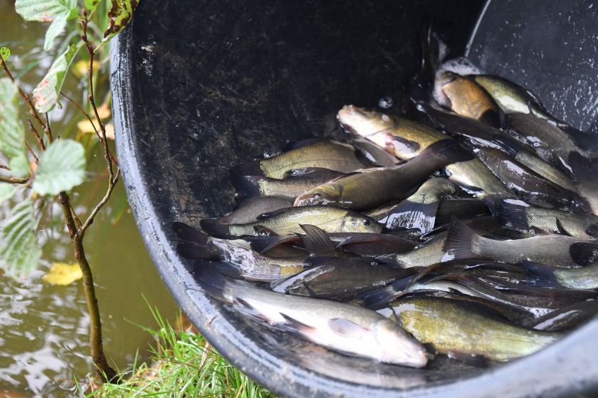 
Pernai į Lietuvos vandens telkinius įžuvinta beveik 16 milijonų įvairių rūšių žuvų                