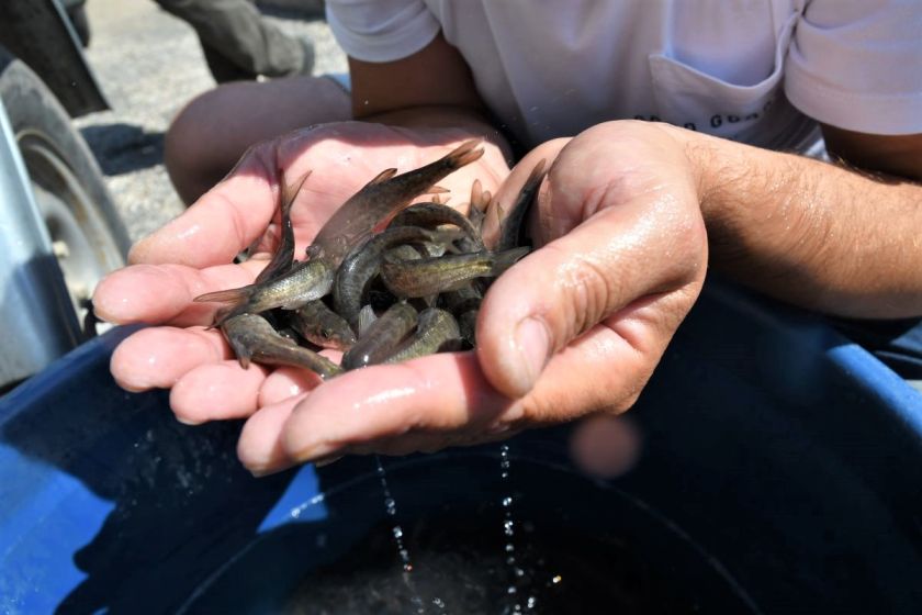 
Pernai į Lietuvos vandens telkinius įžuvinta beveik 16 milijonų įvairių rūšių žuvų                