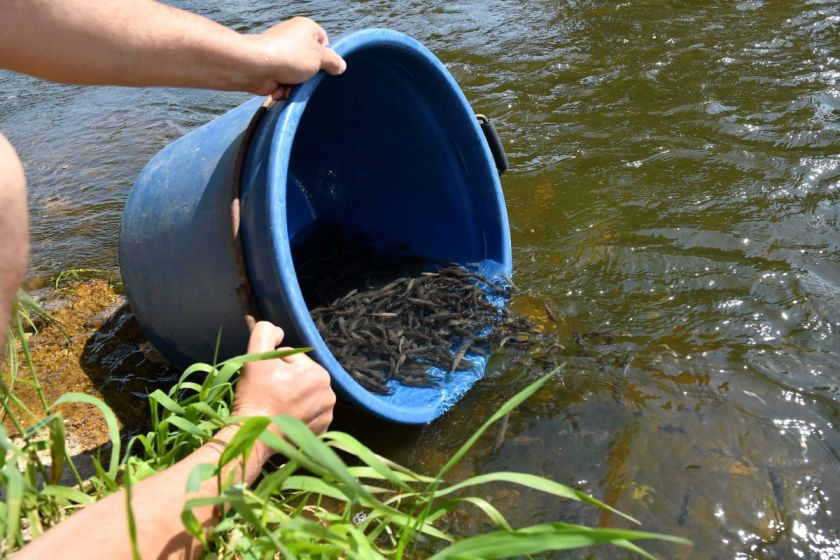 
Pernai į Lietuvos vandens telkinius įžuvinta beveik 16 milijonų įvairių rūšių žuvų                
