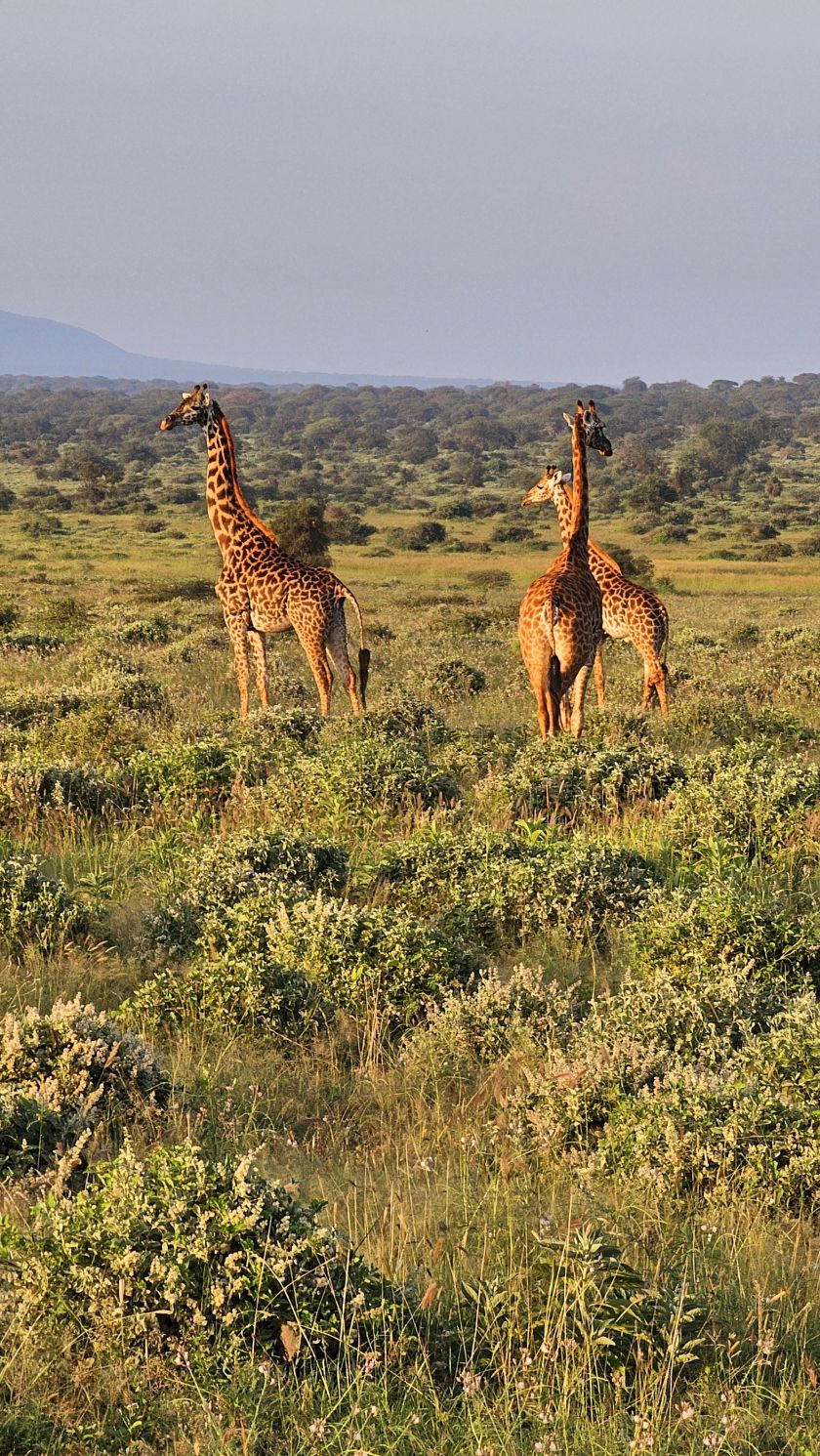 Įstabaus grožio gamta, įspūdingas safaris ir pažintis su beždžionių policija: kuo Saugirdui Vaitulioniui įsiminė kelionė į Keniją?