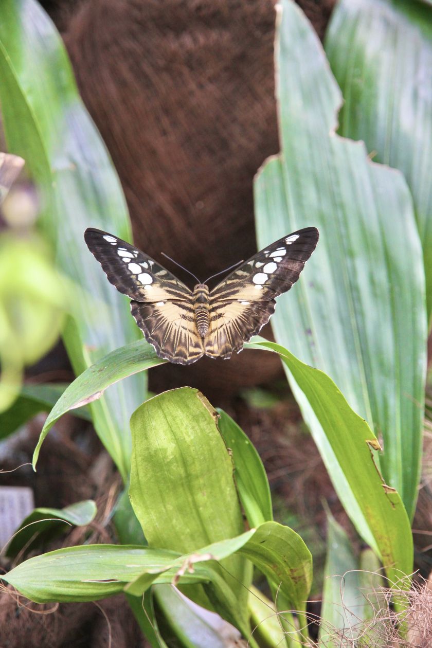 
VDU Botanikos sode atidaroma nauja erdvi drugių ekspozicija: tropikų atmosferą kuria augalais                