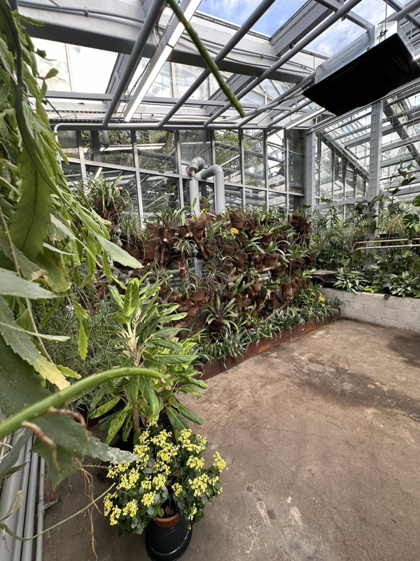 
VDU Botanikos sode atidaroma nauja erdvi drugių ekspozicija: tropikų atmosferą kuria augalais                