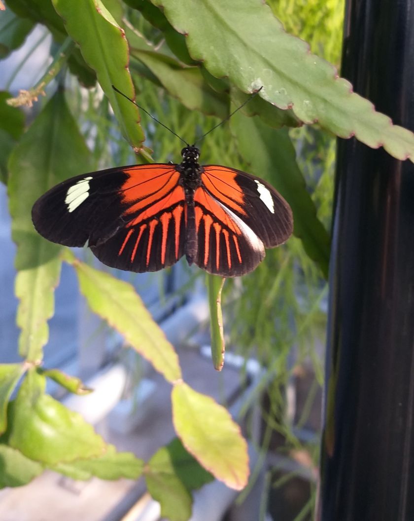 
VDU Botanikos sode atidaroma nauja erdvi drugių ekspozicija: tropikų atmosferą kuria augalais                