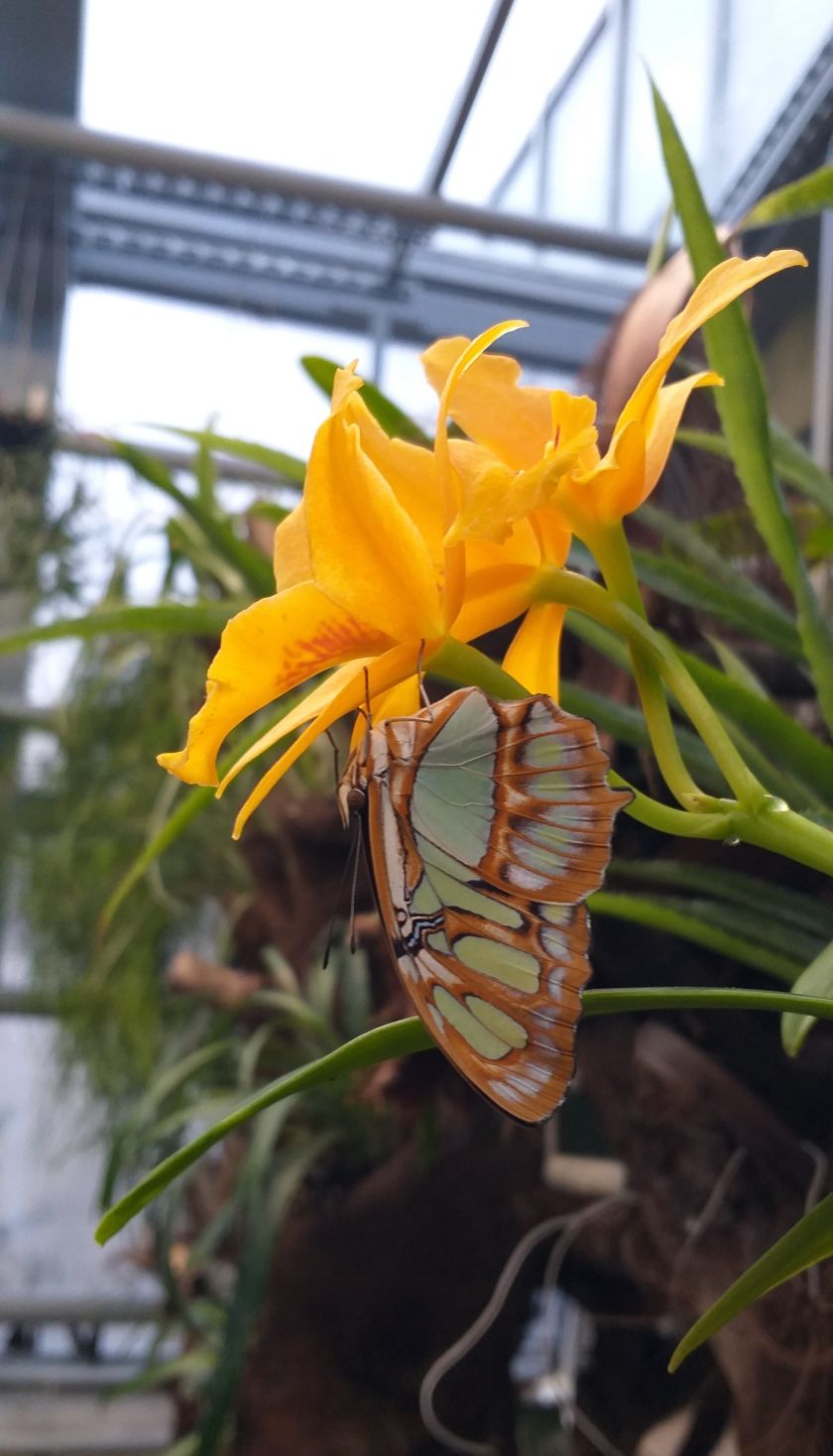 
VDU Botanikos sode atidaroma nauja erdvi drugių ekspozicija: tropikų atmosferą kuria augalais                