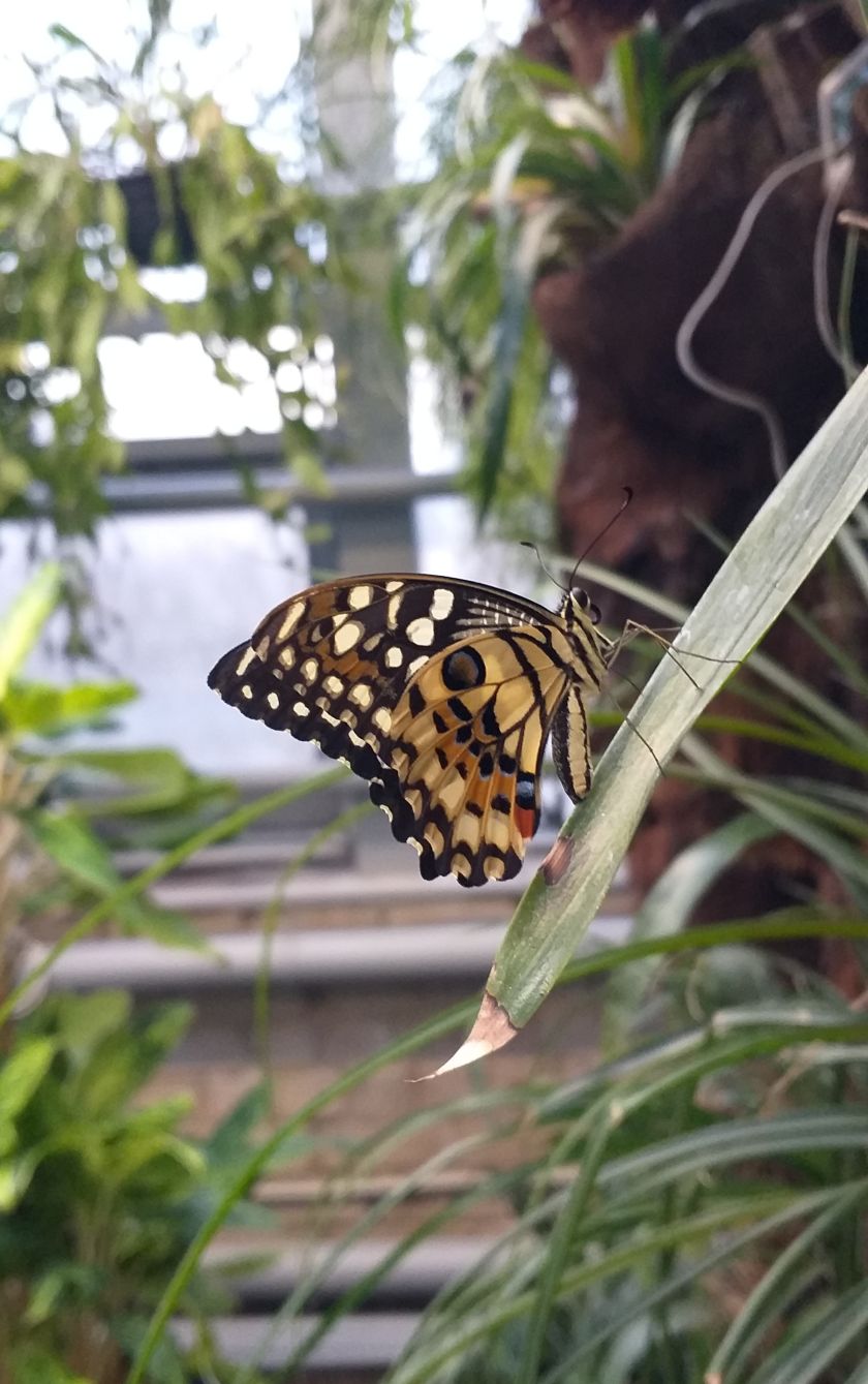 
VDU Botanikos sode atidaroma nauja erdvi drugių ekspozicija: tropikų atmosferą kuria augalais                
