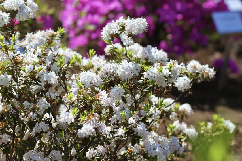 
VDU Botanikos sode Kaune žiedus išskleidė parko ryškiausieji ir kvapniausieji: rododendrai ir alyvos                