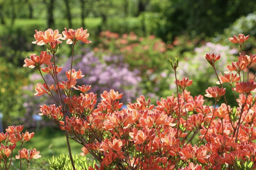 
VDU Botanikos sode Kaune žiedus išskleidė parko ryškiausieji ir kvapniausieji: rododendrai ir alyvos                