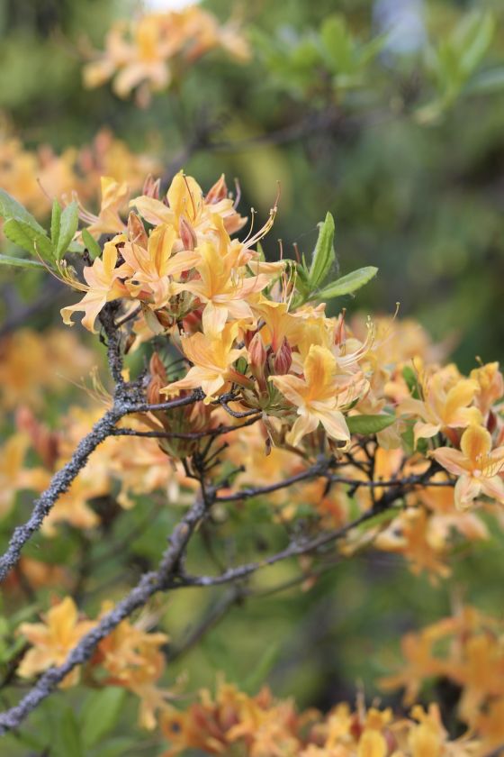 
VDU Botanikos sode Kaune žiedus išskleidė parko ryškiausieji ir kvapniausieji: rododendrai ir alyvos                