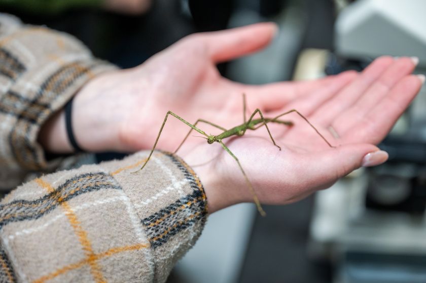 
VDU Studijų festivalyje – rekordinis moksleivių skaičius                