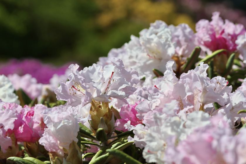 
VDU Botanikos sode Kaune žiedus išskleidė parko ryškiausieji ir kvapniausieji: rododendrai ir alyvos                