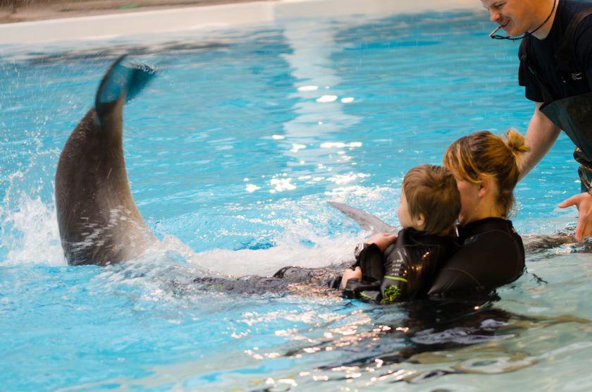 Įkvepianti berniuko ir delfino Balčio istorija: šiemet „Maximos“ pirkėjai padovanos delfinų terapiją dar 15-kai vaikų