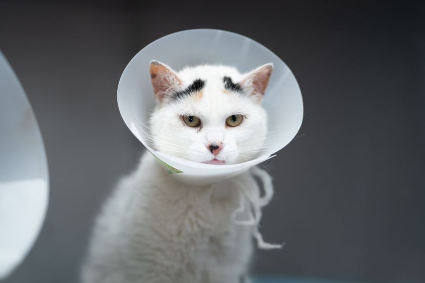 
Kačių klinikos pacientės reikiamą veterinarinę pagalbą gali gauti nepatirdamos streso ir diskomforto                