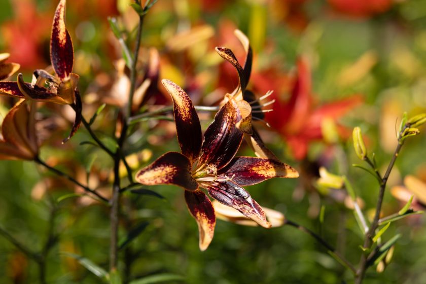 
VU Botanikos sodas kviečia jau į 10-ąją įspūdingiausių vasaros žiedų parodą „Lelija Mindaugo Karūnai“                