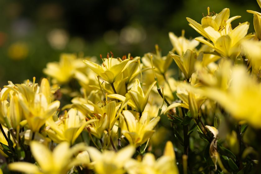 
VU Botanikos sodas kviečia jau į 10-ąją įspūdingiausių vasaros žiedų parodą „Lelija Mindaugo Karūnai“                