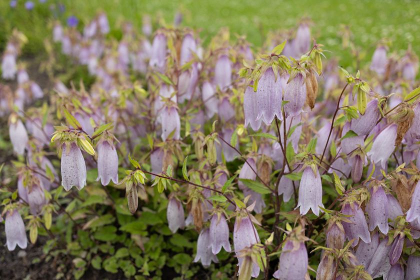 
VU Botanikos sodas kviečia jau į 10-ąją įspūdingiausių vasaros žiedų parodą „Lelija Mindaugo Karūnai“                