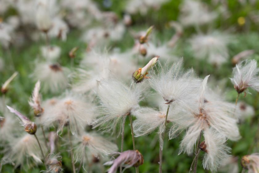 
VU Botanikos sodas kviečia jau į 10-ąją įspūdingiausių vasaros žiedų parodą „Lelija Mindaugo Karūnai“                