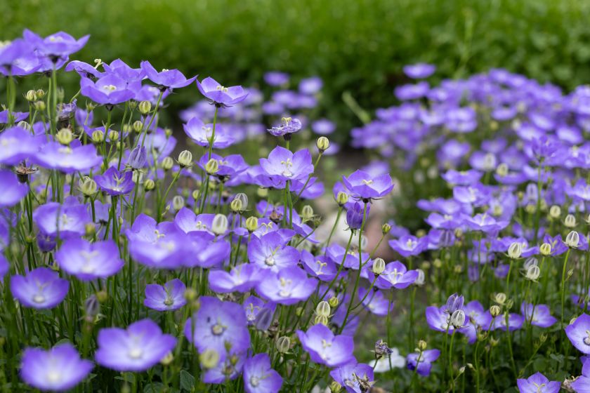 
VU Botanikos sodas kviečia jau į 10-ąją įspūdingiausių vasaros žiedų parodą „Lelija Mindaugo Karūnai“                