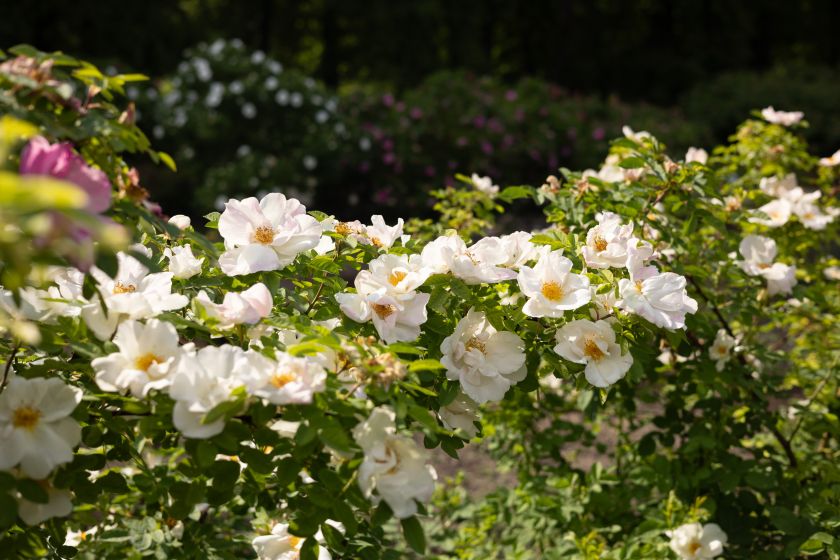 
VU Botanikos sodas kviečia jau į 10-ąją įspūdingiausių vasaros žiedų parodą „Lelija Mindaugo Karūnai“                
