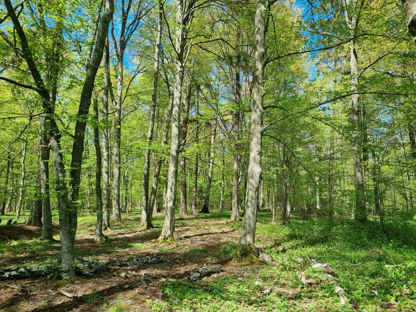 
Suvalkijos miškų lobiai: kokius objektus verta aplankyti ir pamatyti?                