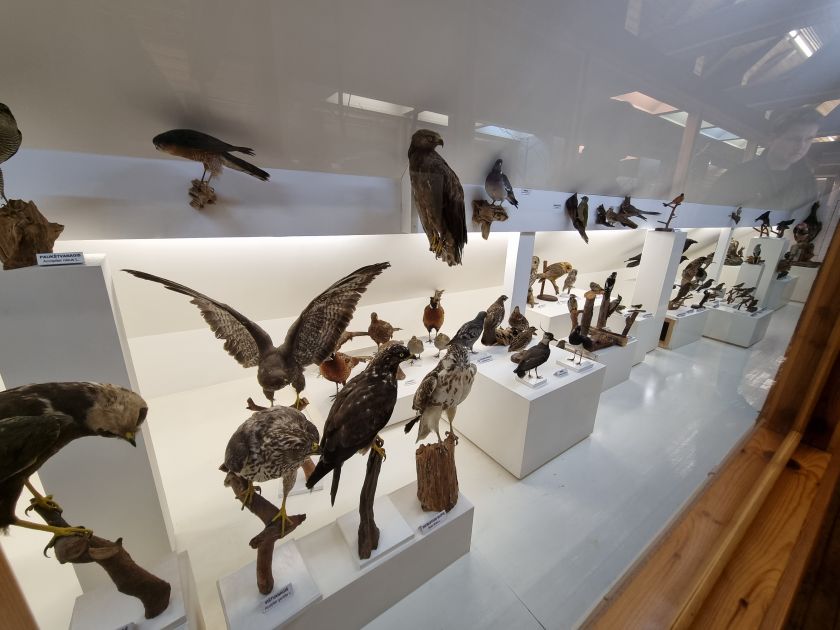 
Suvalkijos miškų lobiai: kokius objektus verta aplankyti ir pamatyti?                