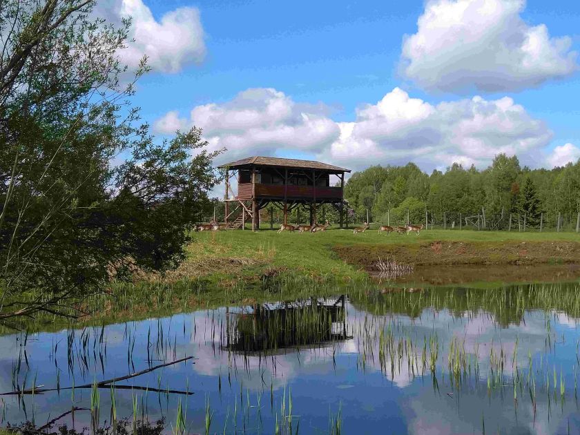 
Miškininkai rekomenduoja aplankyti Aukštaitiją: senųjų girių didybė ir išskirtiniai atradimai gamtoje                