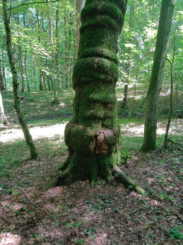 
Suvalkijos miškų lobiai: kokius objektus verta aplankyti ir pamatyti?                