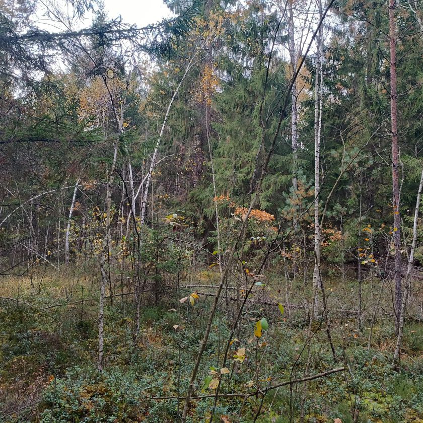 
ES MOKSLININKŲ INVENTORIZUOTOS BUVEINĖS LIETUVOJE VIRSTA PLYNĖMIS                