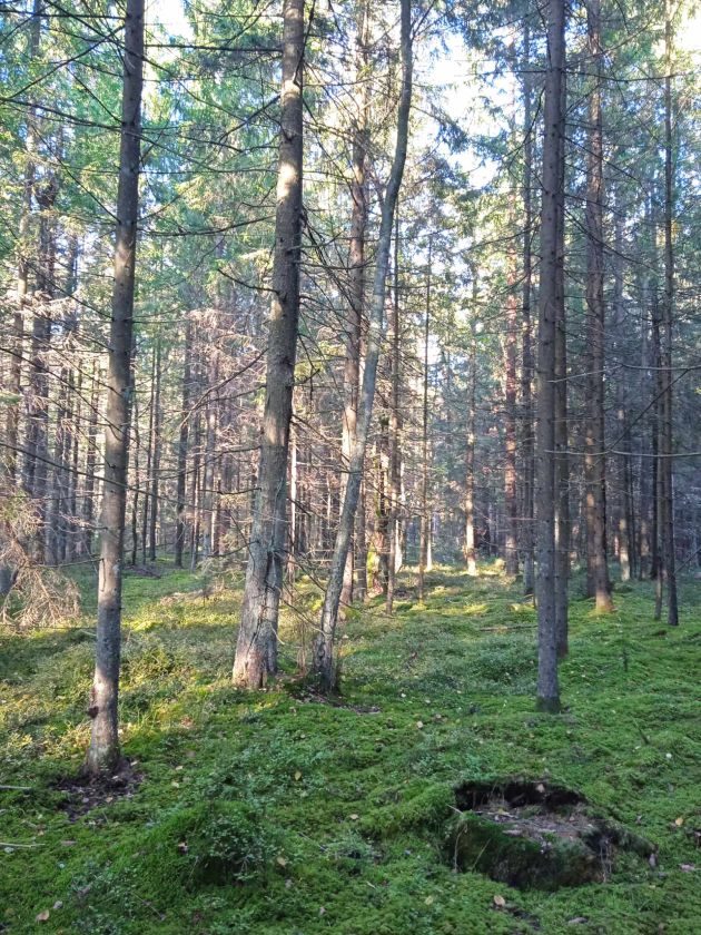 
ES MOKSLININKŲ INVENTORIZUOTOS BUVEINĖS LIETUVOJE VIRSTA PLYNĖMIS                