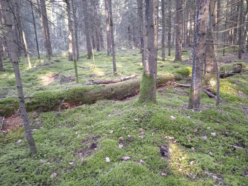 
ES MOKSLININKŲ INVENTORIZUOTOS BUVEINĖS LIETUVOJE VIRSTA PLYNĖMIS                