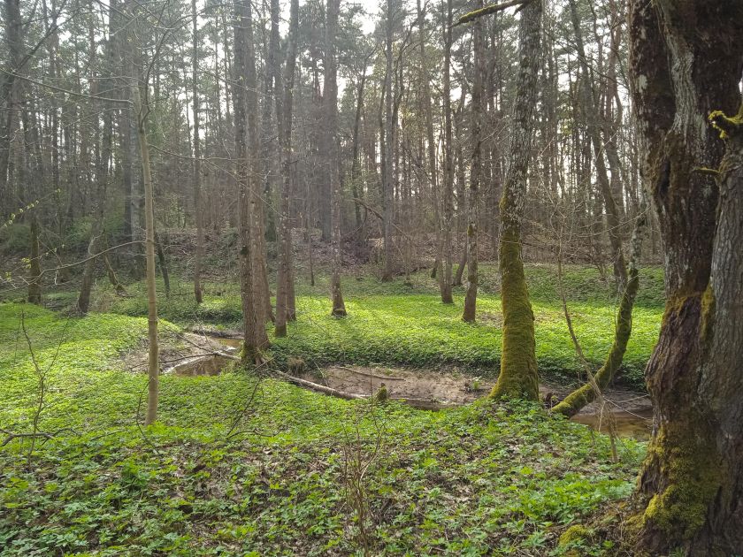 
ES MOKSLININKŲ INVENTORIZUOTOS BUVEINĖS LIETUVOJE VIRSTA PLYNĖMIS                