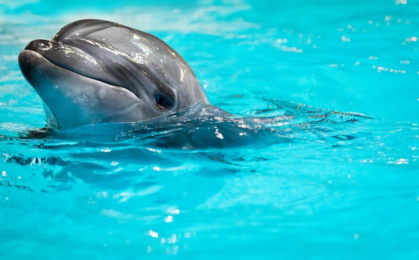 
„Maximos“ pirkėjai pasimatymus su delfinais padovanojo dar 15 šeimų: šiemet sulauktas didelis skaičius paraiškų                