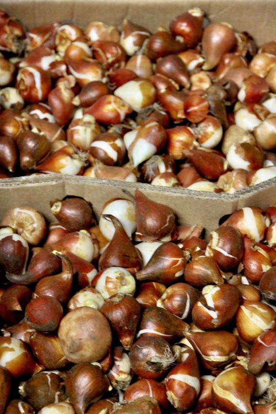 Į dirvą susodinti paskutiniai tulpių svogūnėliai: pavasarį sodas pasitiks kone dvigubai išplėsta ekspozicija