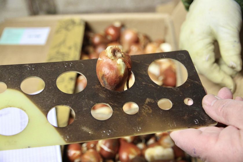 Į dirvą susodinti paskutiniai tulpių svogūnėliai: pavasarį sodas pasitiks kone dvigubai išplėsta ekspozicija