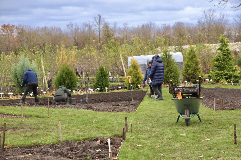 Į dirvą susodinti paskutiniai tulpių svogūnėliai: pavasarį sodas pasitiks kone dvigubai išplėsta ekspozicija