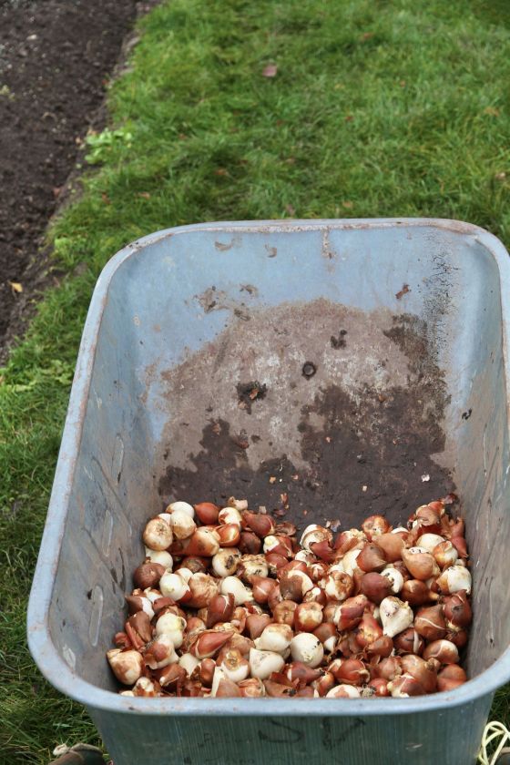 Į dirvą susodinti paskutiniai tulpių svogūnėliai: pavasarį sodas pasitiks kone dvigubai išplėsta ekspozicija