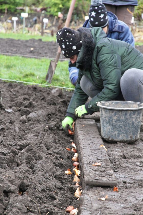 Į dirvą susodinti paskutiniai tulpių svogūnėliai: pavasarį sodas pasitiks kone dvigubai išplėsta ekspozicija
