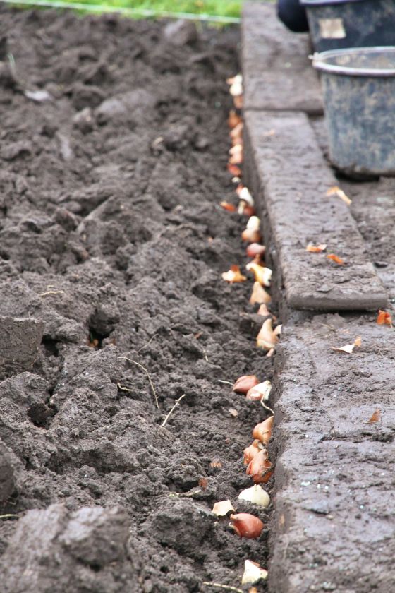 Į dirvą susodinti paskutiniai tulpių svogūnėliai: pavasarį sodas pasitiks kone dvigubai išplėsta ekspozicija