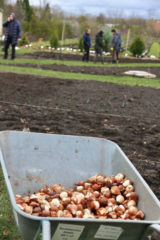 Į dirvą susodinti paskutiniai tulpių svogūnėliai: pavasarį sodas pasitiks kone dvigubai išplėsta ekspozicija