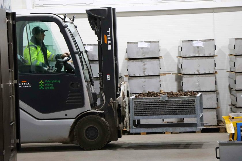 Viena moderniausių Europoje ir vienintelė Lietuvoje kankorėžių aižykla: kaip miškininkai aižo kankorėžius?