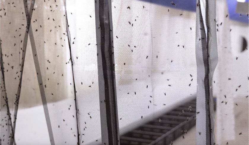 „Energesman“ pradėjo bandymus su musių lervomis – jau maitina jas vilniečių maisto atliekomis