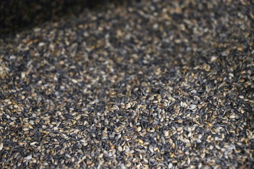 Viena moderniausių Europoje ir vienintelė Lietuvoje kankorėžių aižykla: kaip miškininkai aižo kankorėžius?