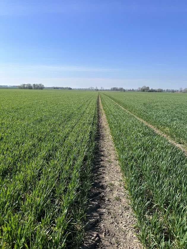 Ūkininkas Povilas įsitikinęs: kuo mažiau streso augalams, tuo ramiau ir ūkininkui