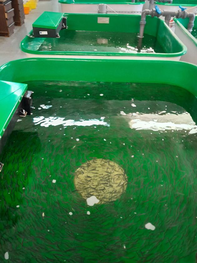 Skaisčio ežeras Trakų rajone praturtintas Vištyčio ežero sykų jaunikliais