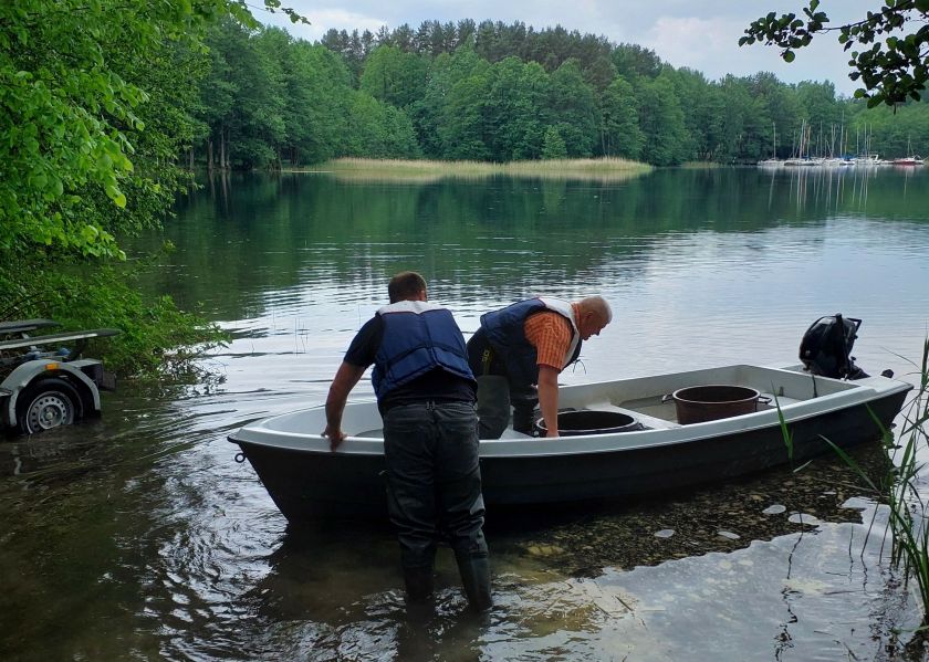 Skaisčio ežeras Trakų rajone praturtintas Vištyčio ežero sykų jaunikliais