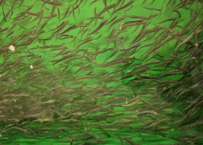 Skaisčio ežeras Trakų rajone praturtintas Vištyčio ežero sykų jaunikliais