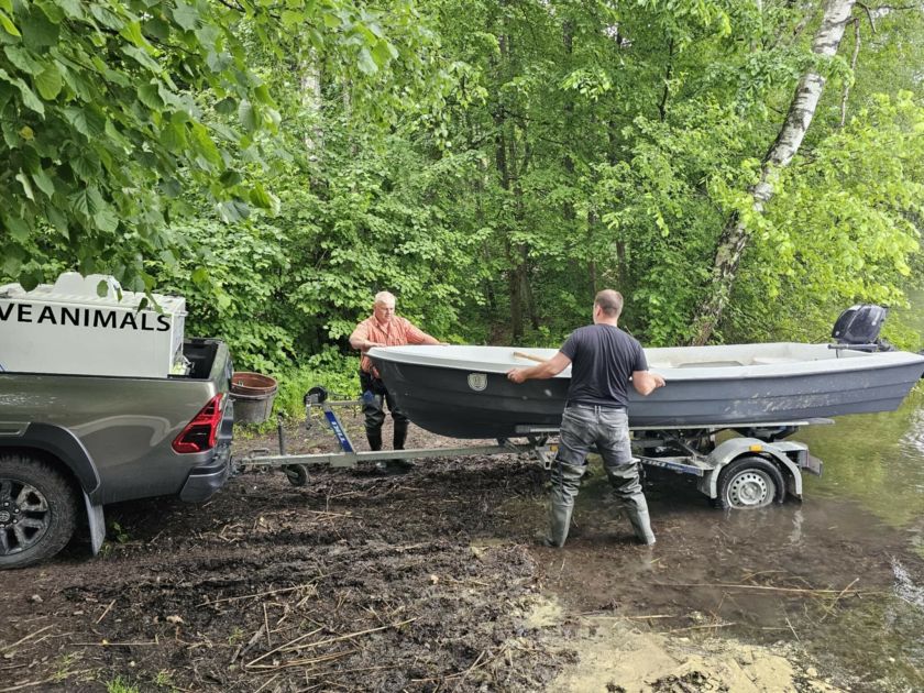 Skaisčio ežeras Trakų rajone praturtintas Vištyčio ežero sykų jaunikliais