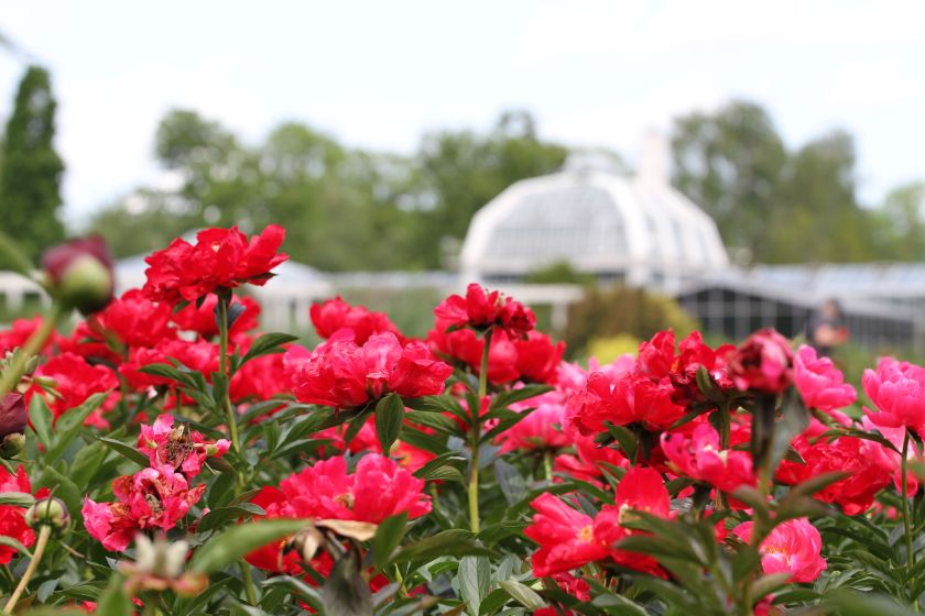 Bijūnų žydėjimo metas VDU Botanikos sode Kaune: daugiau nei 880 veislių ir rūšių vienoje vietoje