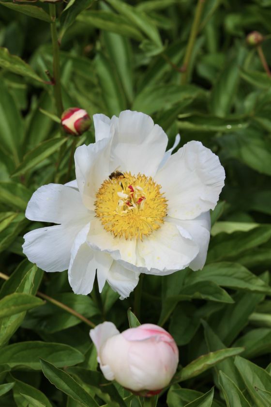 Bijūnų žydėjimo metas VDU Botanikos sode Kaune: daugiau nei 880 veislių ir rūšių vienoje vietoje