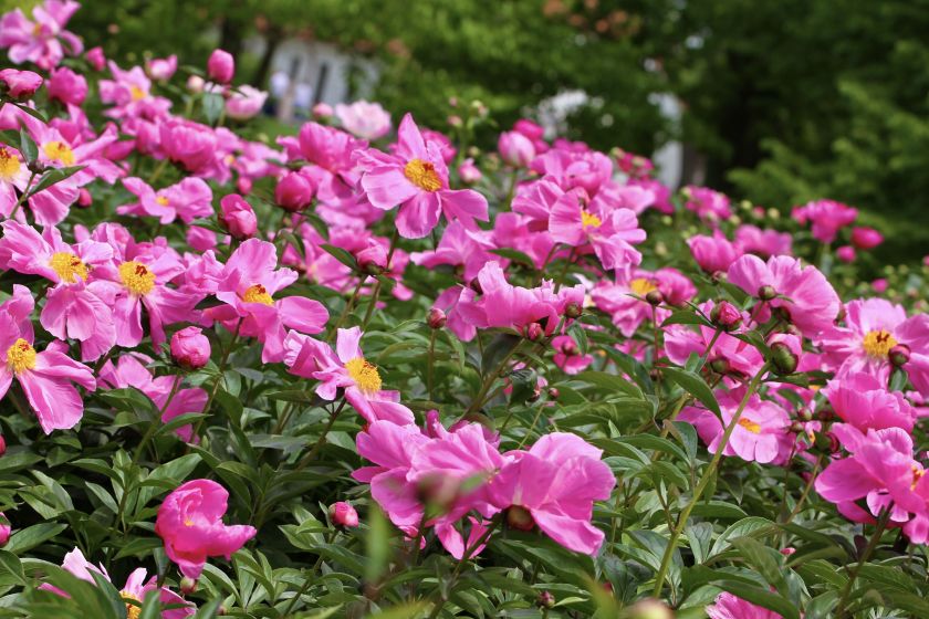 Bijūnų žydėjimo metas VDU Botanikos sode Kaune: daugiau nei 880 veislių ir rūšių vienoje vietoje